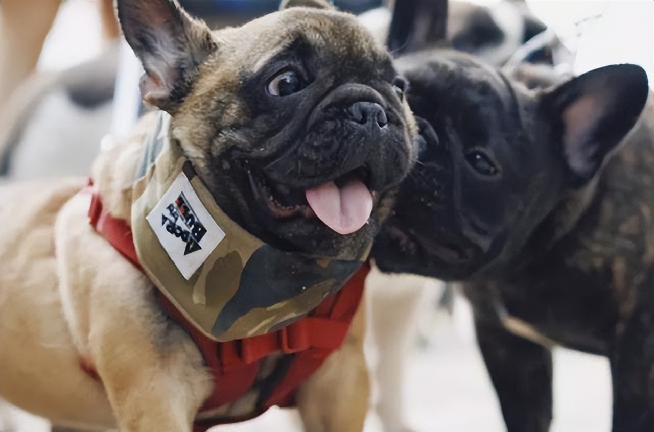 你必须了解的两性知识,你必须要知道的宠物知识