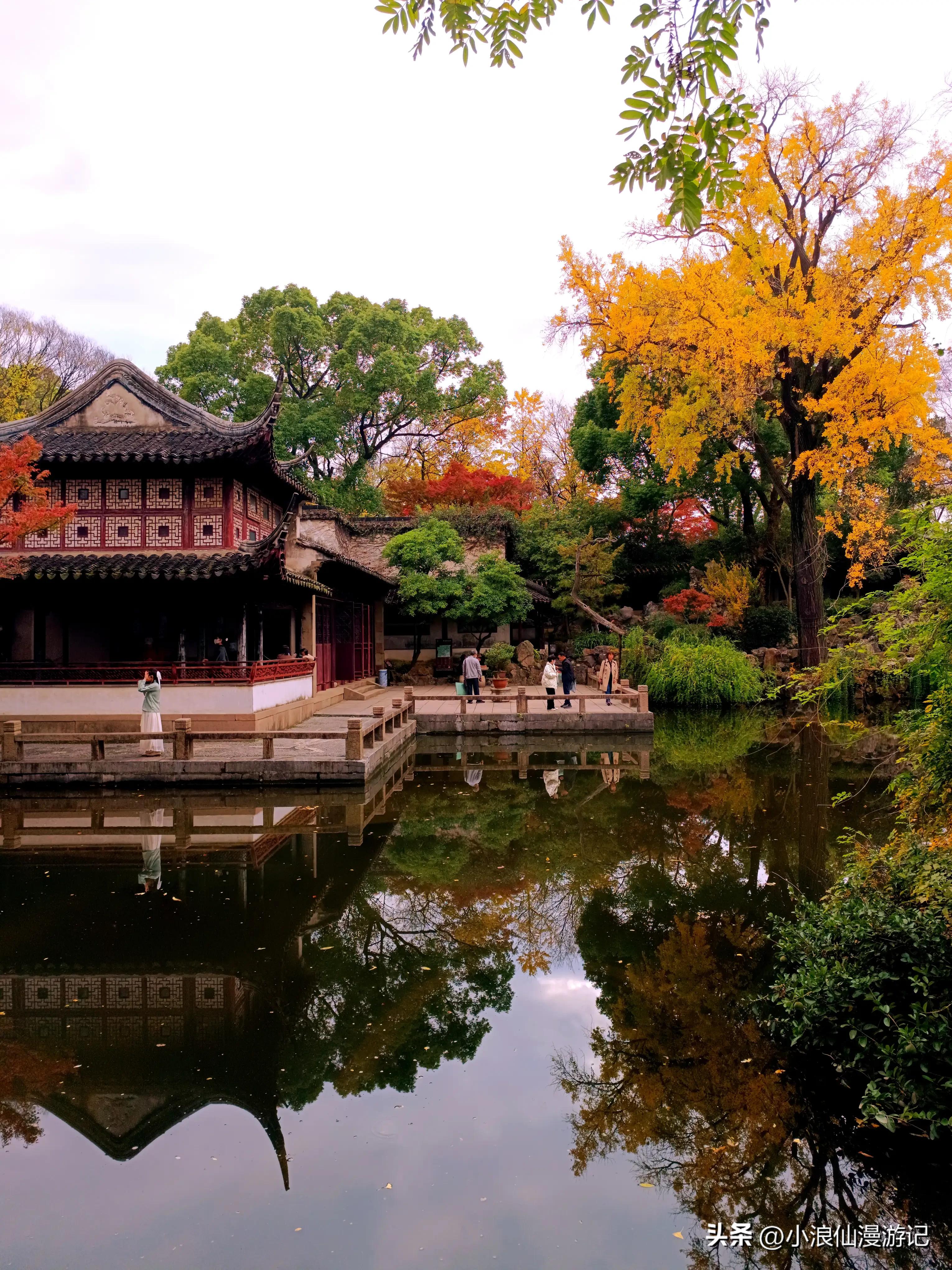 苏州园林拙政园银杏,苏州千年银杏和百年银杏