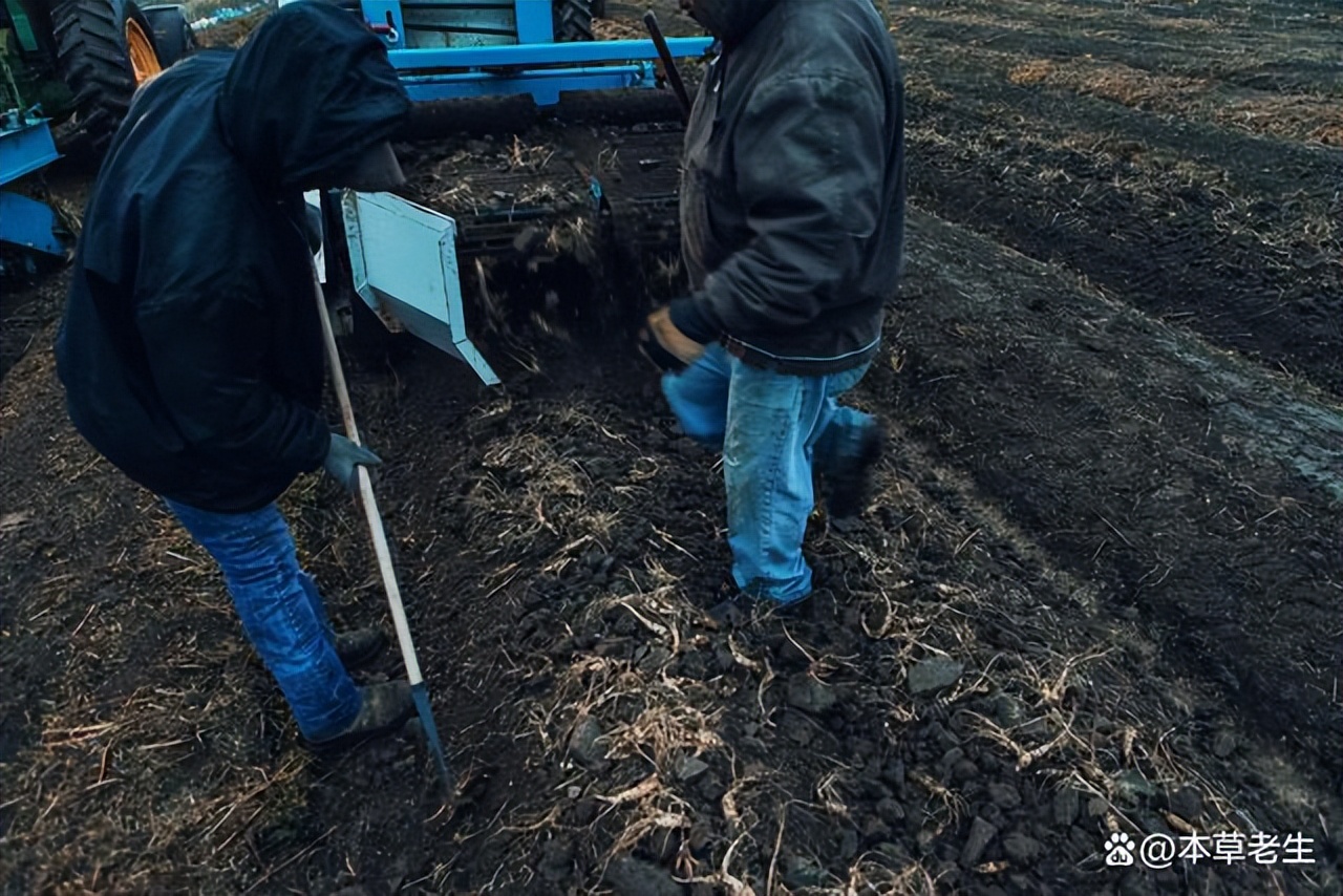 美国西洋参和中国西洋参有啥区别,美国产的西洋参好处是什么