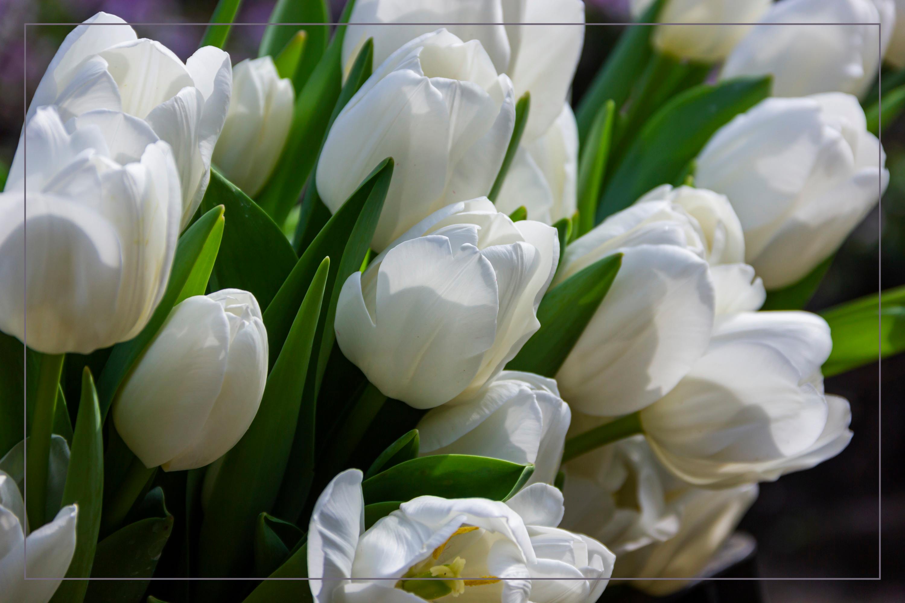 摩羯座如何变成白莲花,摩羯座的天敌是白莲花