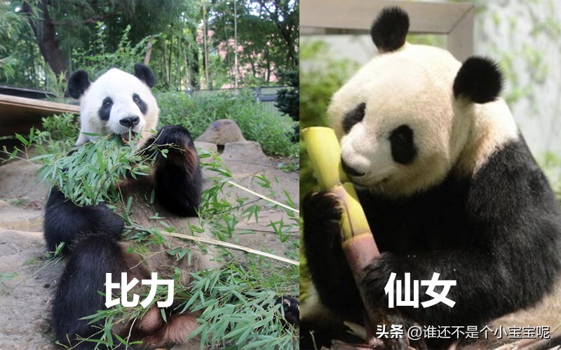 目前在国外的大熊猫有几只,大熊猫国外租借了多少只