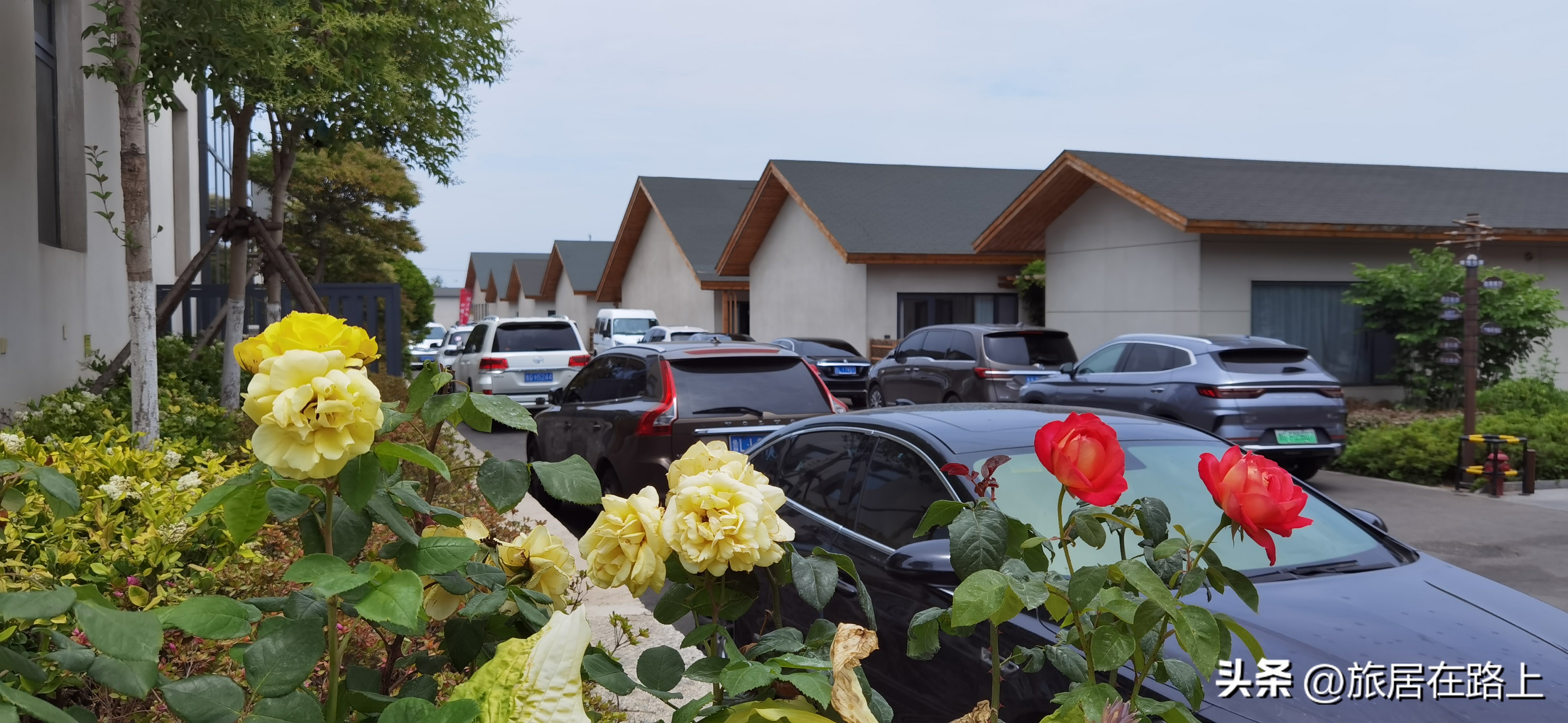 日照最美的海滨路,日照最美海路