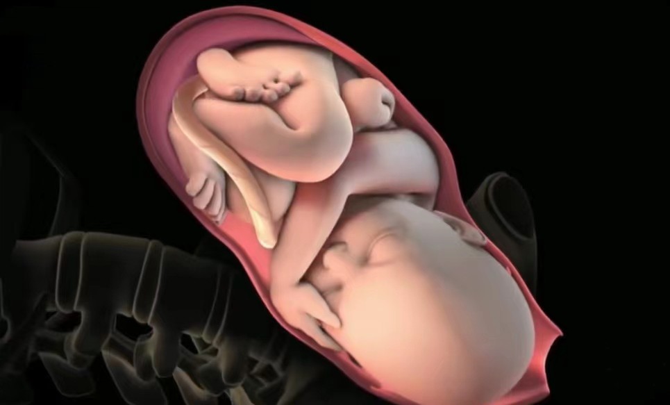 顺产3d动画流程讲解,顺产生孩子母爱伟大