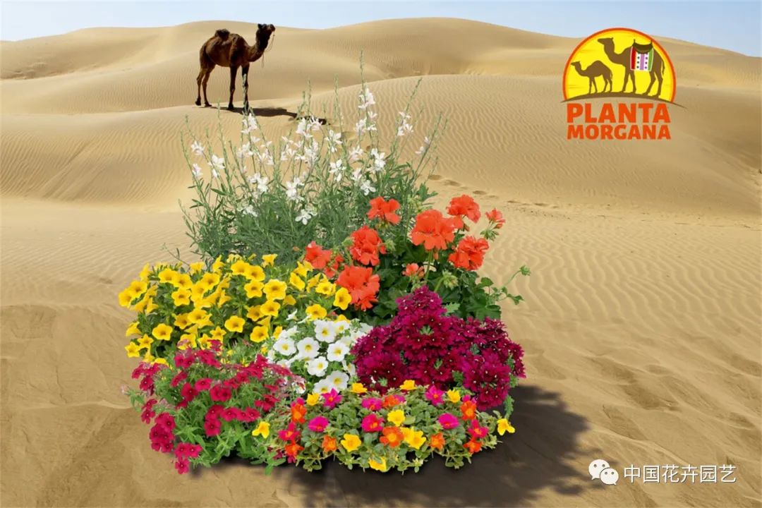 鑺卞崏鍝佺灞曠ず,鏂颁紭鑺卞崏鍝佺灞曠ず