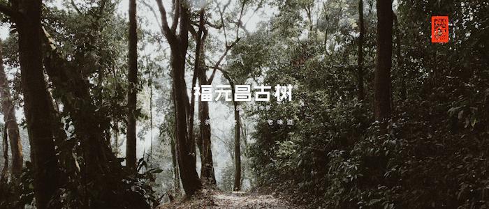 最好的易武好茶,易武茶的前世今生