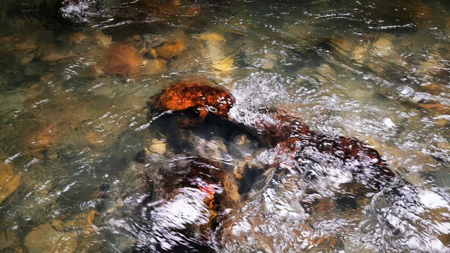 养100只娃娃鱼一年能挣多少钱,养娃娃鱼赚不赚钱