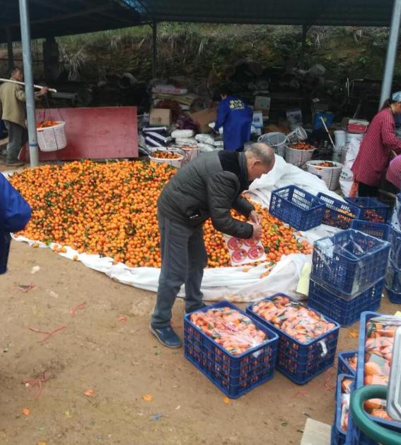 曾经正当的水果如今无人问津,曾经的高端水果砂糖橘