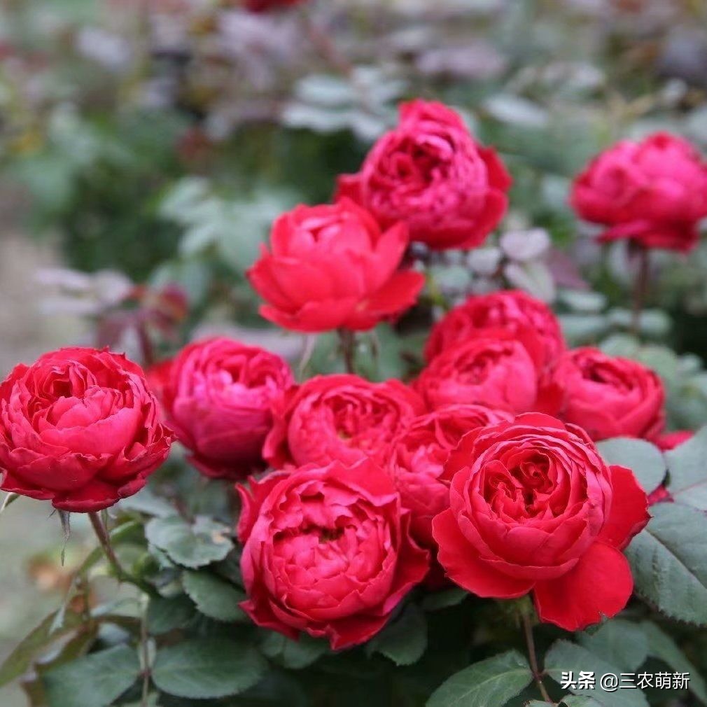 带你认识十种月季,介绍各种月季花的特点