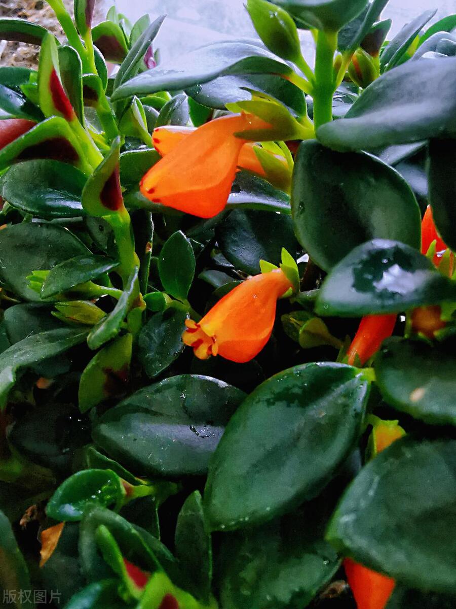 吊盆花我只推荐它，花朵像个小金鱼，有趣的人都爱养