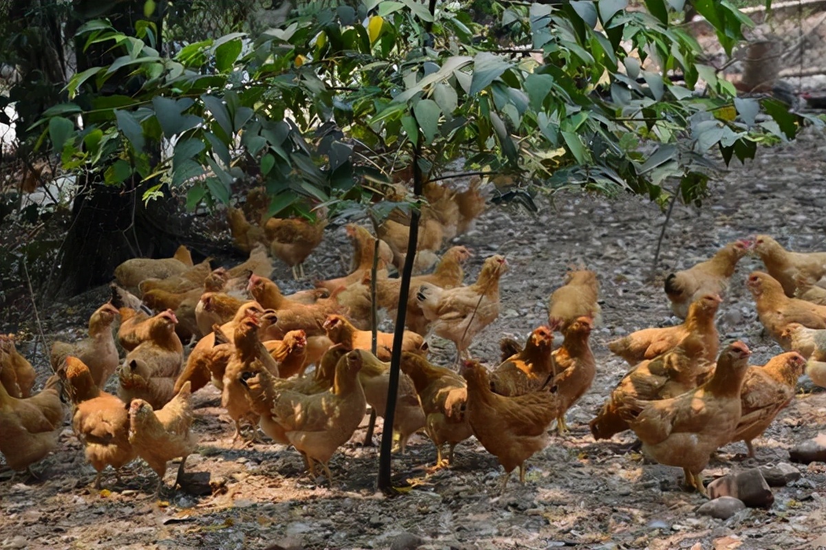 怎么识破养鸡回收骗局,养鸡给鸡苗包回收是不是骗局