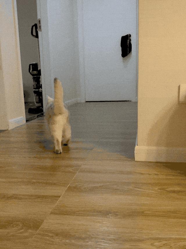 小母猫发情了，作为主人该怎么做呢？