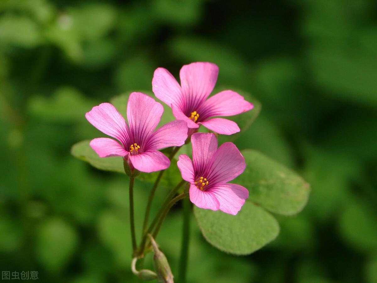 红花酢浆草11月,红花酢浆草春天翻盆时间