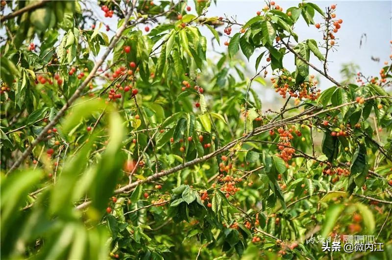 恩桃儿采摘园资中,恩桃儿采摘南充