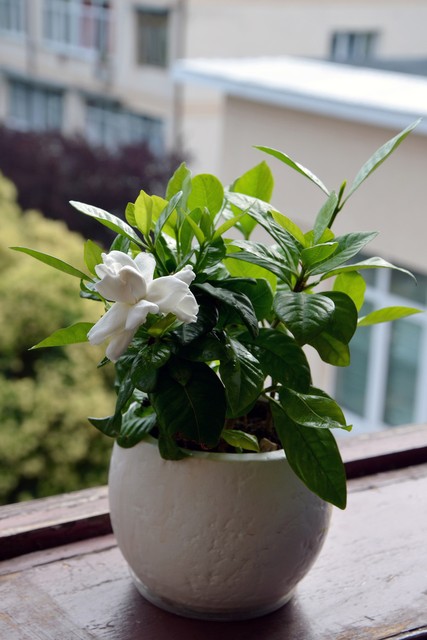 这6种花给点水就爆盆懒人必备,这4种花随便一养就爆盆