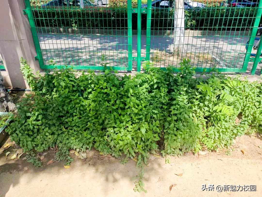 劳动润“鑫”“鑫”动生花——鑫园小学举行劳动教育专场活动