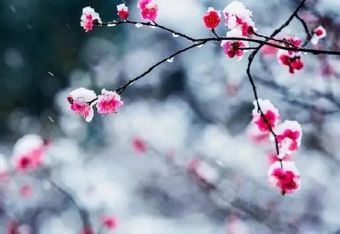 诗词丨心有花开，春景常在