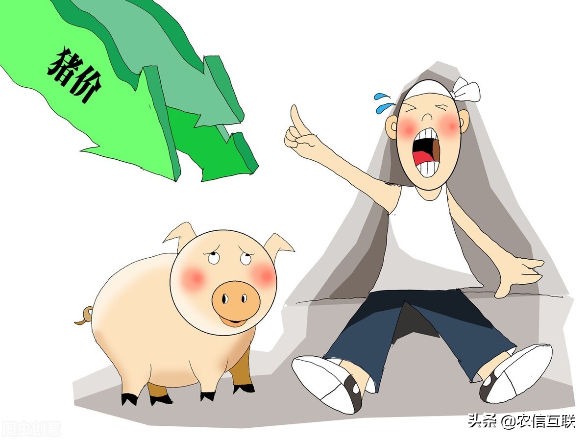 今日猪价行情湖北,最新猪价行情明日猪价