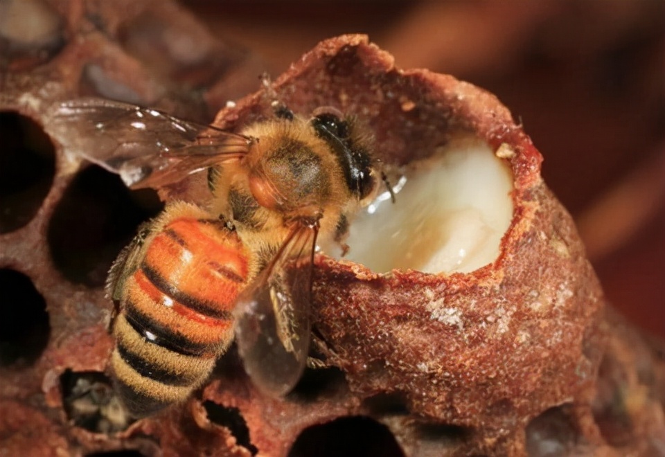 蜂王浆谣言,蜂王浆什么人群不适合吃