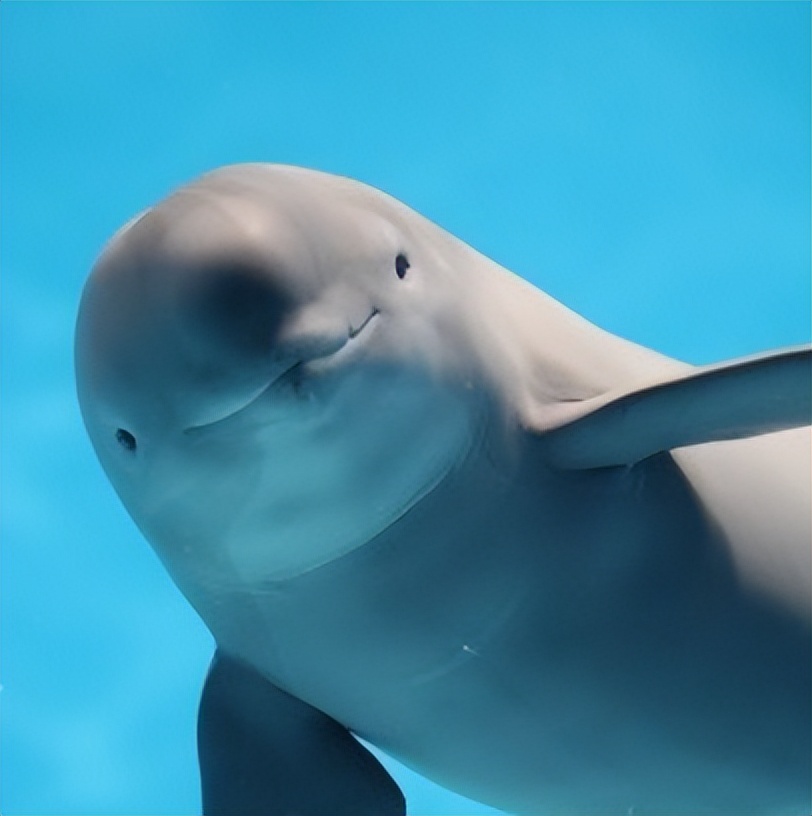 鄱阳湖都昌江豚,江豚乐园九江