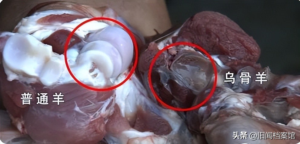 09年云南惊现变异怪羊，骨肉黢黑没人敢吃，外乡人收走一斤卖300