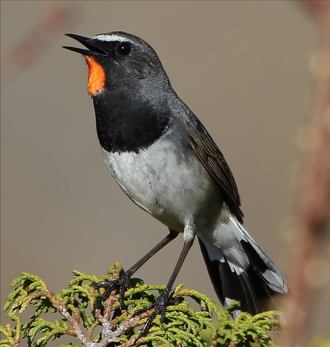 鸟儿大全高清图,高清珍稀鸟动态图片大全