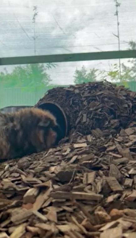 豚鼠被主人遗弃,前主人抛弃在出租屋里领养的猫咪