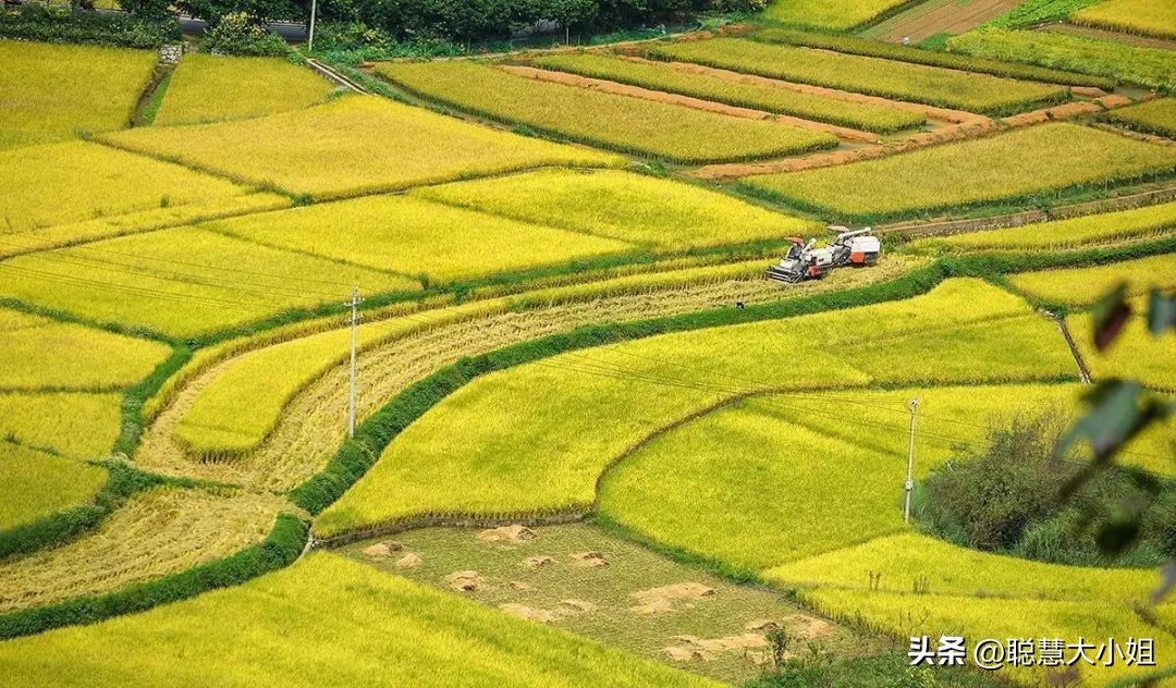 贵州兴义万峰林油菜花盛开时期,贵州兴义风景区万峰林