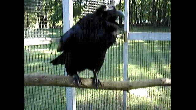 乌鸦为什么是外星人,外星人至今还未出现的5大原因