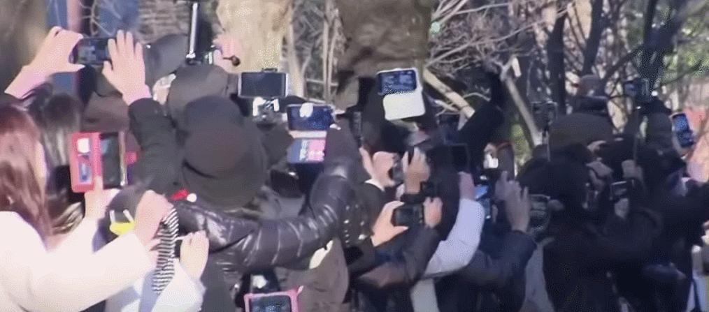 大熊猫香香回国香香出生,大熊猫香香回国后首次露面