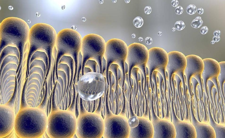 心跳快慢跟寿命有直接关系吗,心跳快慢竟与寿命长短有关吗