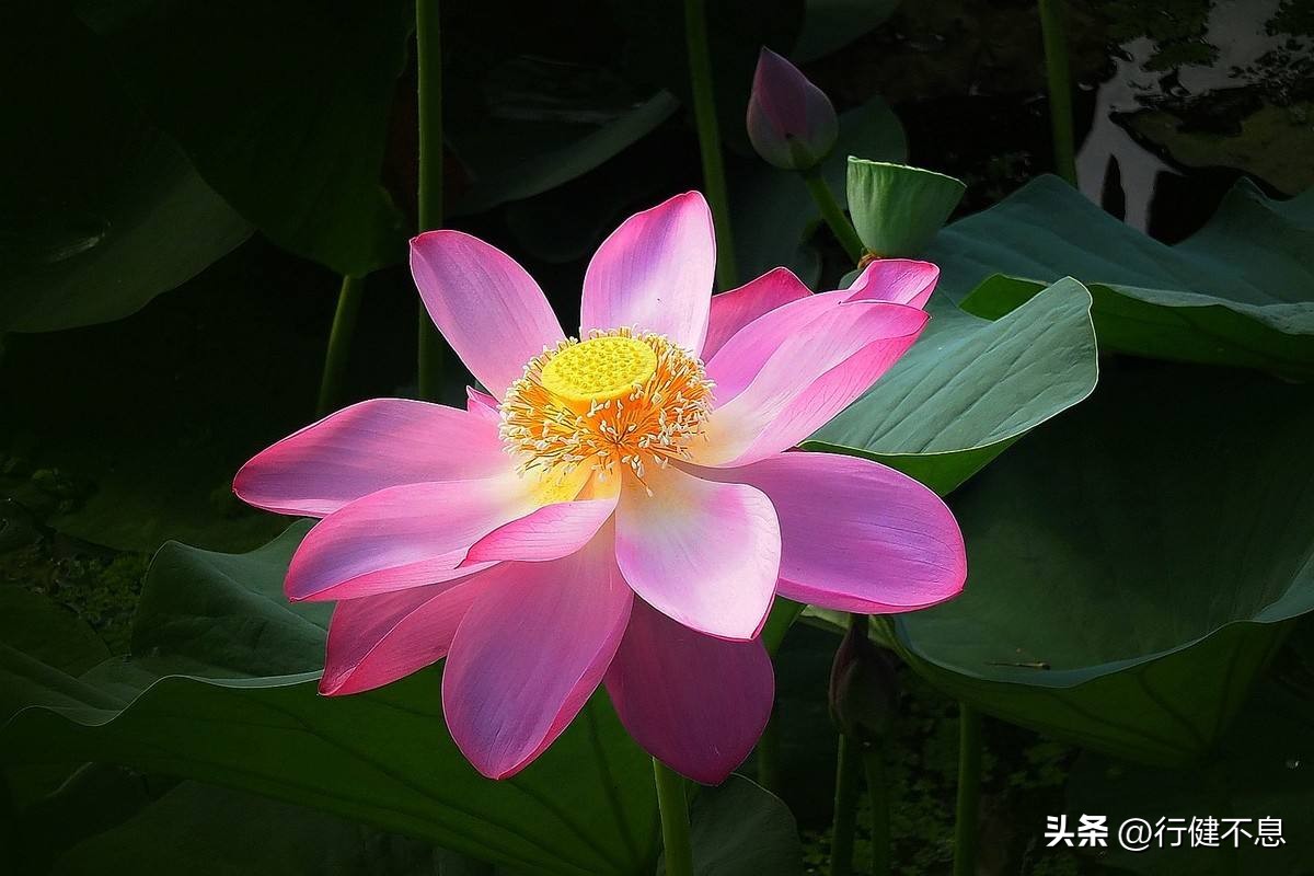 解析人生如梦一樽还酹江月,念奴娇赤壁怀古朗诵一樽还酹江月