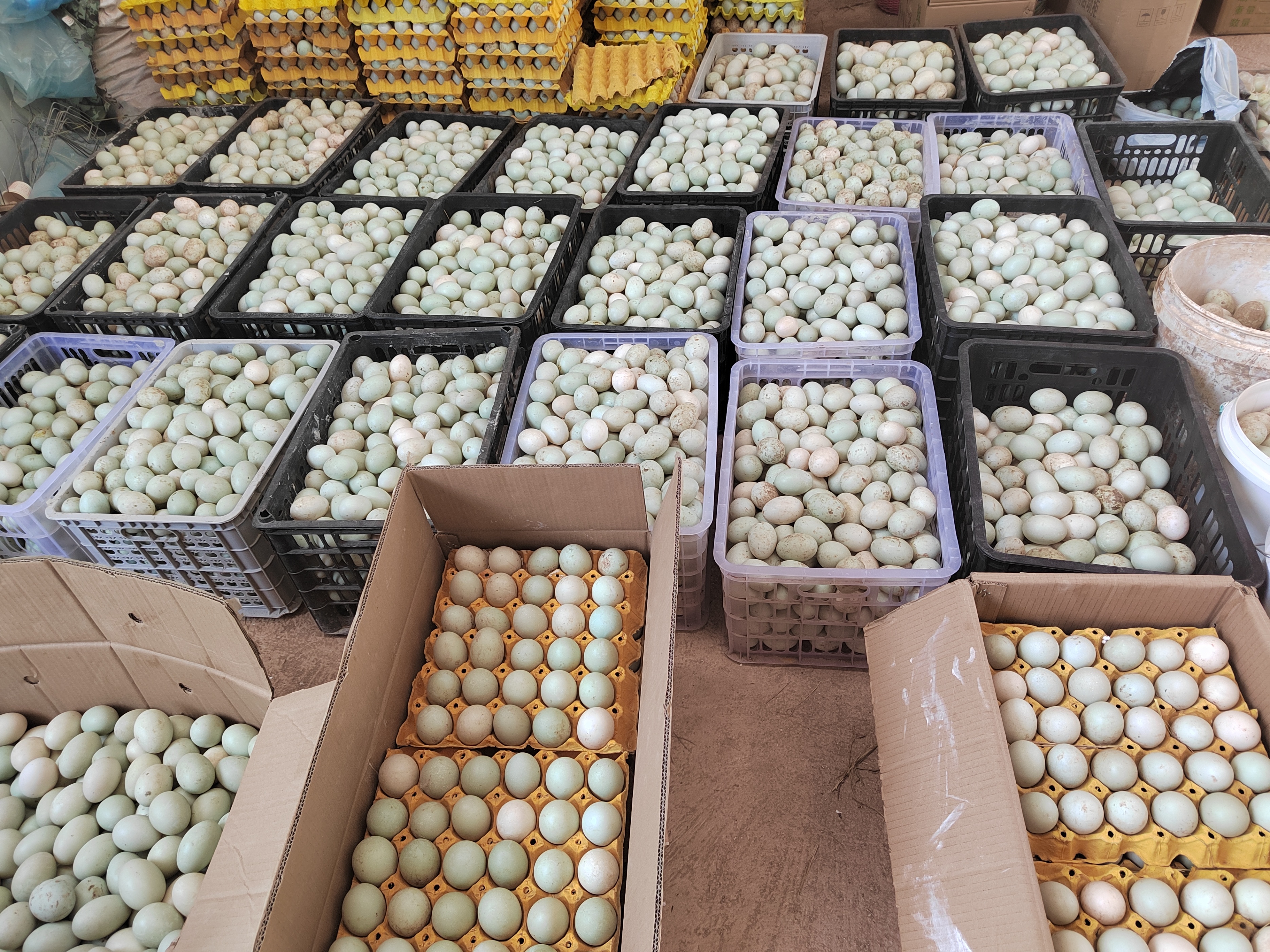 返乡创业发展养殖蛋鸭,回家创业的农村小伙子养500只蛋鸭