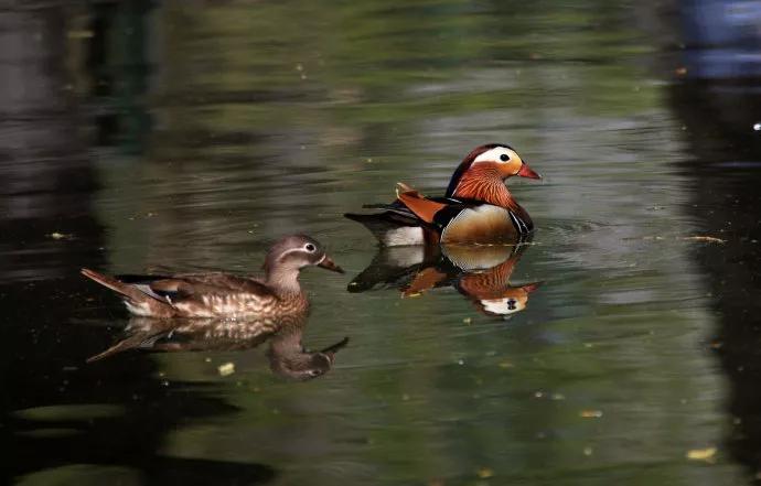哈尔滨市兆麟公园预约,哈尔滨市兆麟公园最新通知