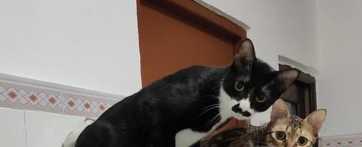 猫咪生病怎么办才能治好,猫咪生病怎么办最好的方法