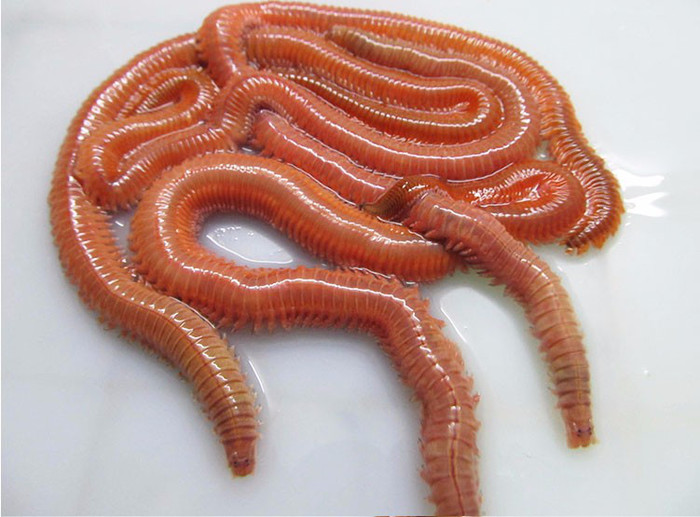 海钓沙蚕怎么挂饵,海钓青沙蚕好还是红沙蚕好