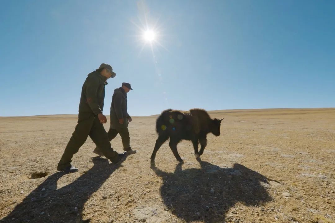 中国人冒死拍的纪录片,一群中国人冒死拍摄