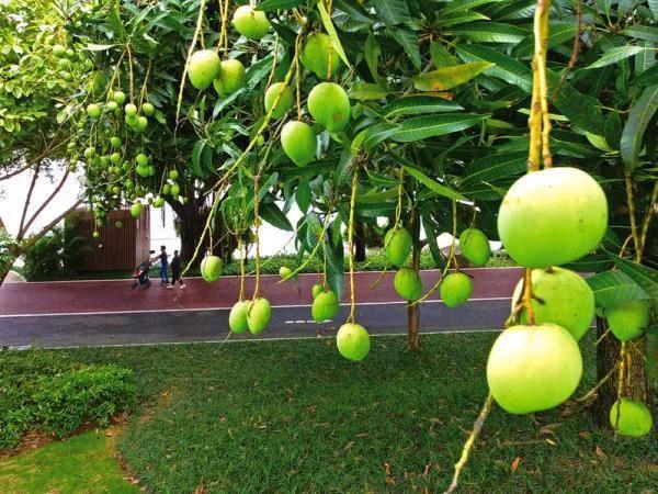 南宁绿城旅游感受,南宁百变绿城旅游攻略