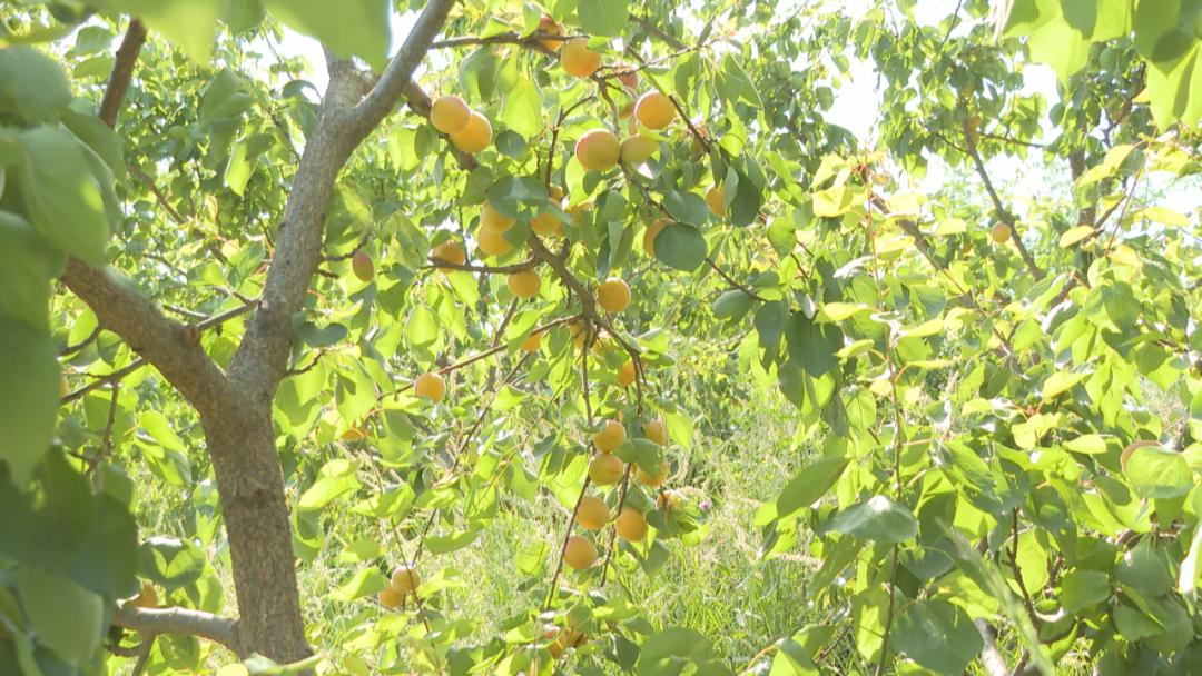 上寨村打造乡村振兴样板,鹿泉区南寨振兴农旅数字产业园