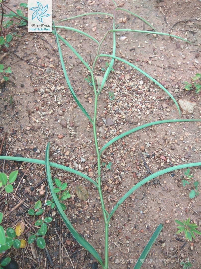 欣擎茹草踏春来·柴胡