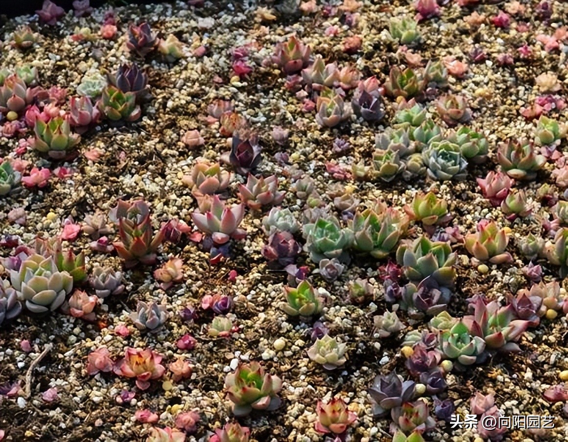 多肉这样叶插更简单成活率更高,劳尔多肉叶插晾晒几天
