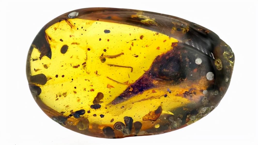 鸡的祖先是霸王龙？它为何每天都下蛋，细数鸡身上的“恐龙基因”