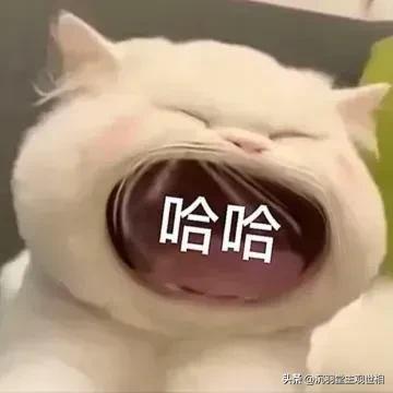 球迷冲进球场和大马丁击掌,球迷冲进球场和大马丁击掌图片