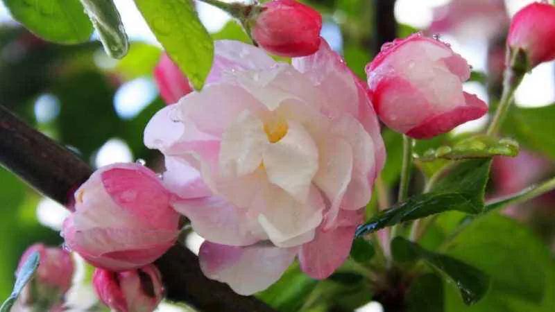 西府海棠花白色,西府海棠花骨朵