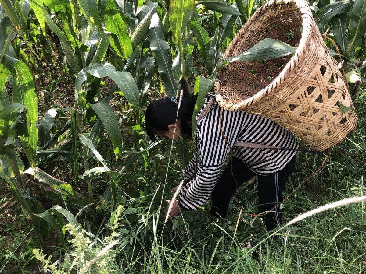 农村女孩被养母虐待,七岁留守女孩惨遭奶奶长期虐待