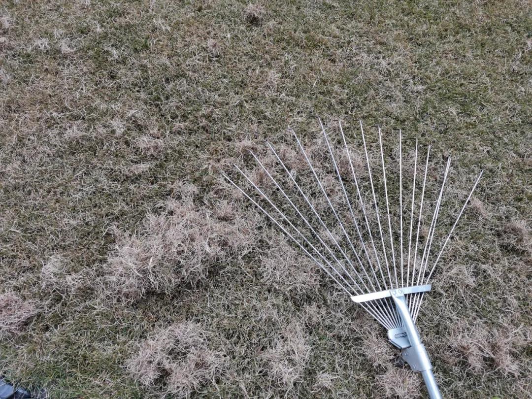 11月乔木灌木草坪病虫害用药,草坪病虫害怎么防治