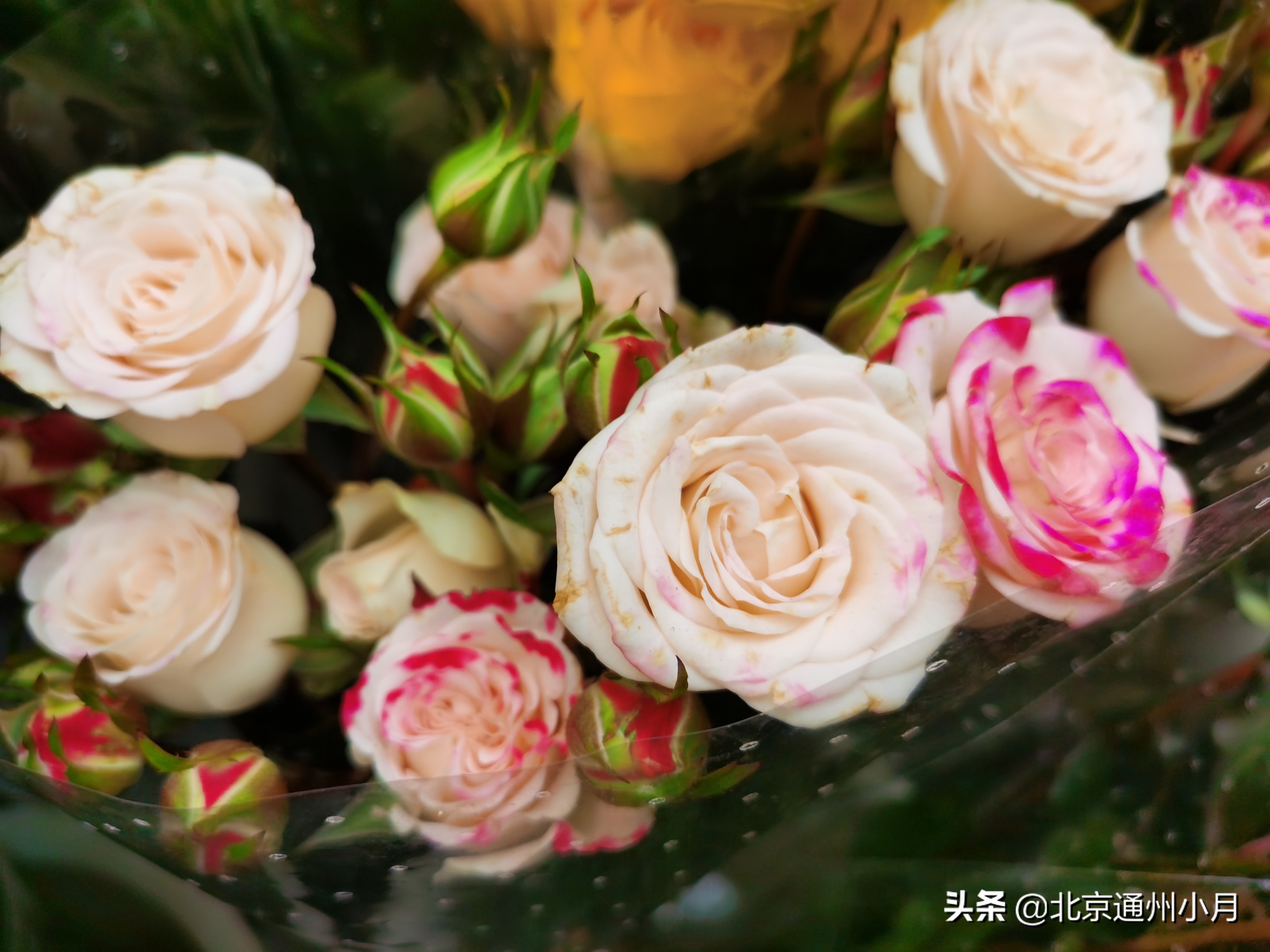 北京周边大型花市,北京花市推荐