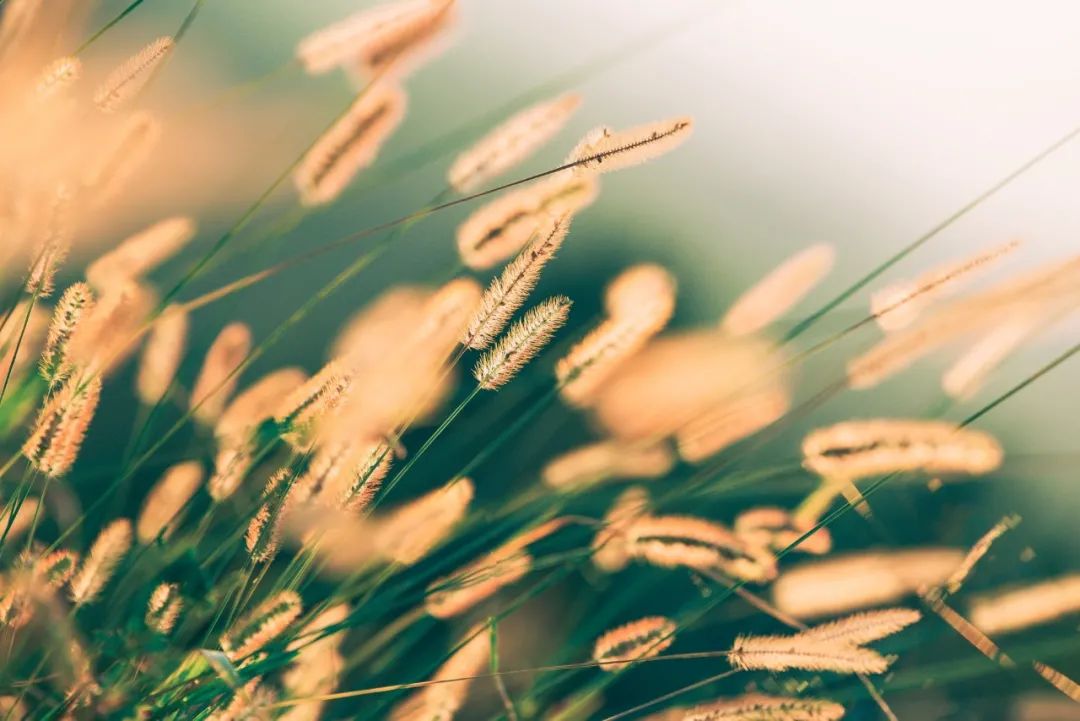 苏轼清丽柔美诗句,苏轼最婉约的一首暮春词