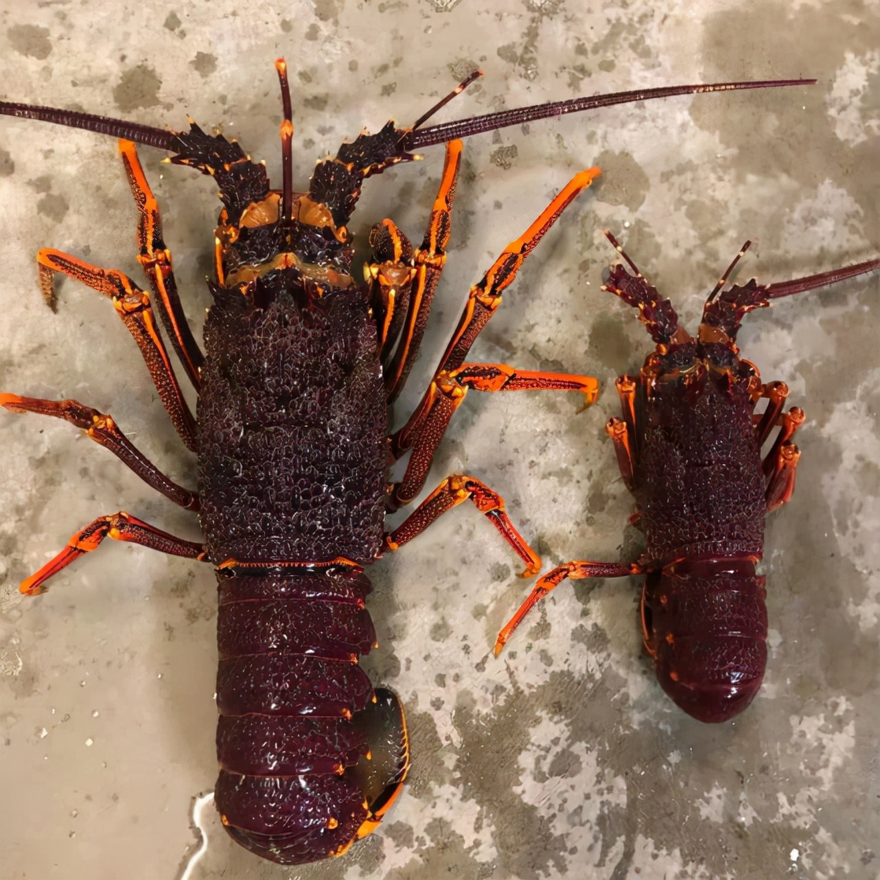 英国呼吁禁止活煮螃蟹,英国拟禁止煮活螃蟹