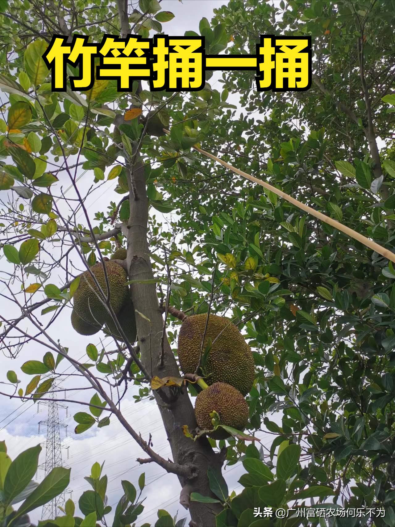 广州富硒农场:用嘴可亲到的菠萝蜜,别用头碰我