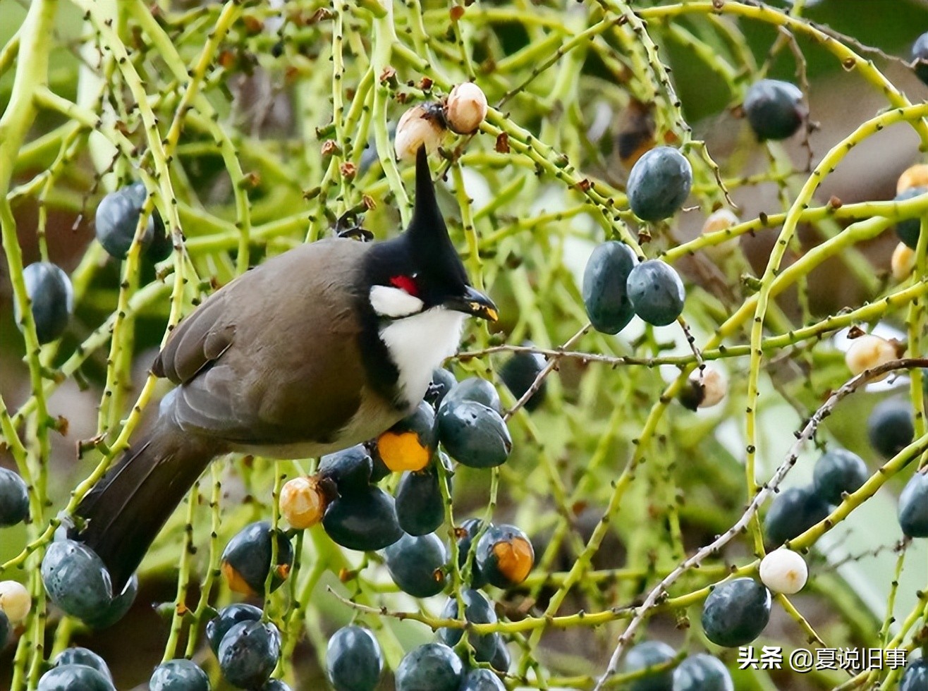 121.抓鸟养鸟（1）：概况杂说